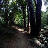 More Whitley Farms singletrack