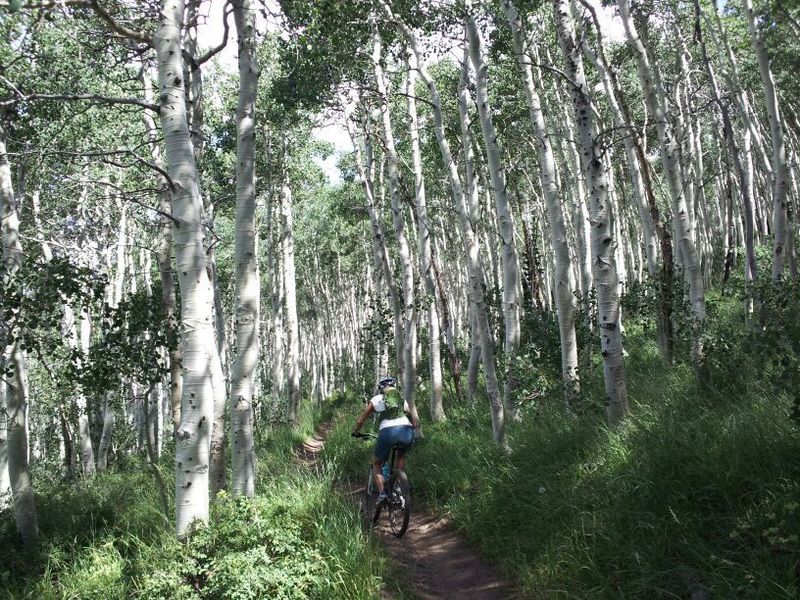 Lost in the lush aspens