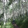 Lost in the lush aspens