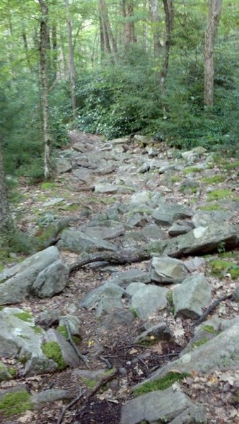 John Wert rock garden