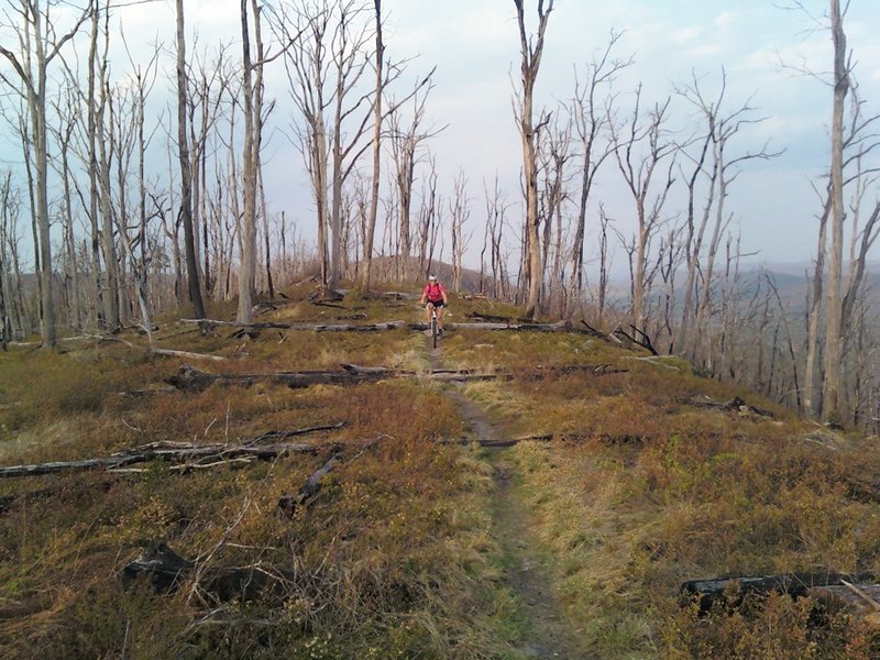 Fire burn section of Tussey Ridge