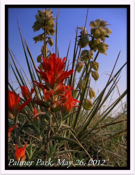 Yuccas in bloom