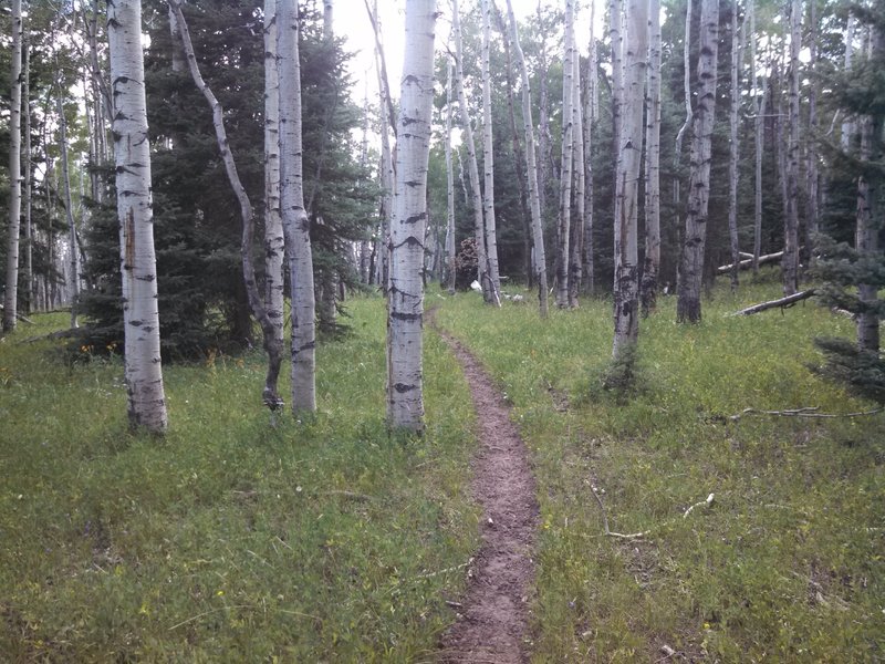 Clear Creek singletrack