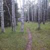 Clear Creek singletrack