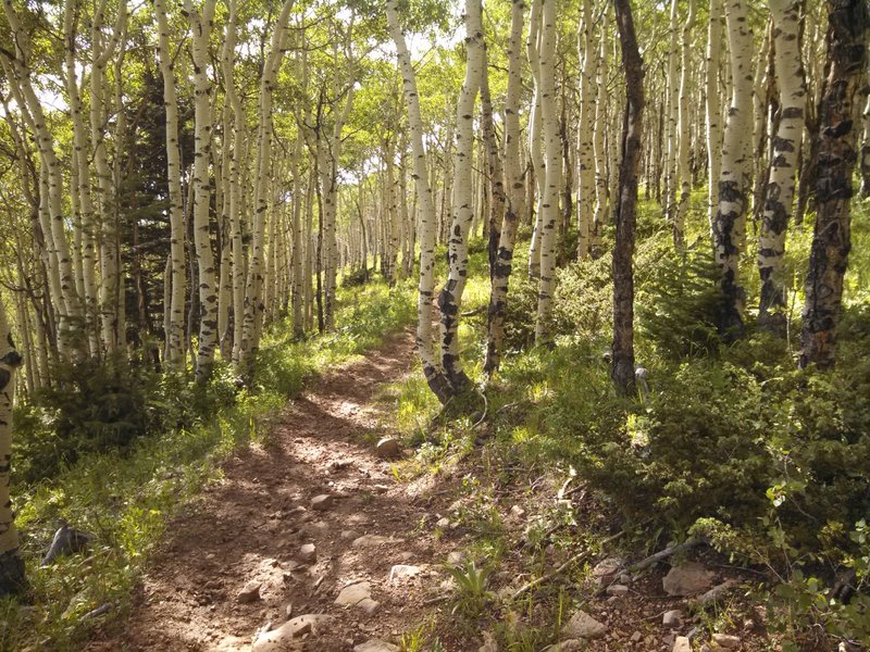 Start of the rocky descent.  Don't forget to look left and enjoy the views!