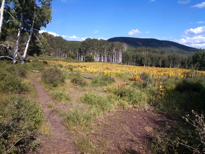 South end of the trail.  Lots of free-range cattle are out during the summer.