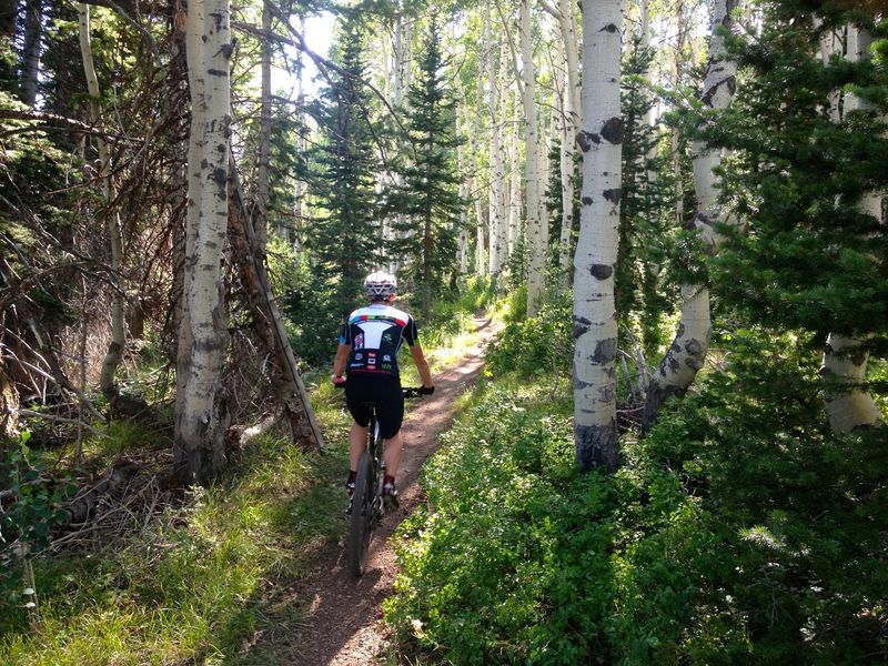 More smooth easy riding in the aspens.