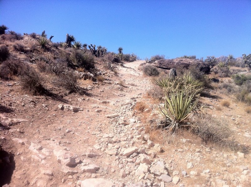 A nice section of Bunny Trail at Cowboy Trails