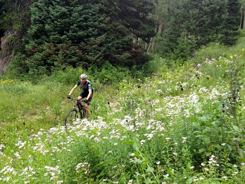 Great wildflowers