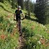 Amazing flowers on Dead Tree Trail