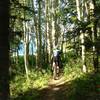 through the mix of aspens and meadows.