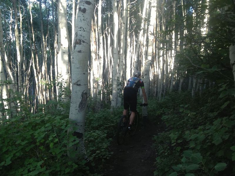 Sun setting in the aspens