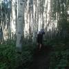 Sun setting in the aspens