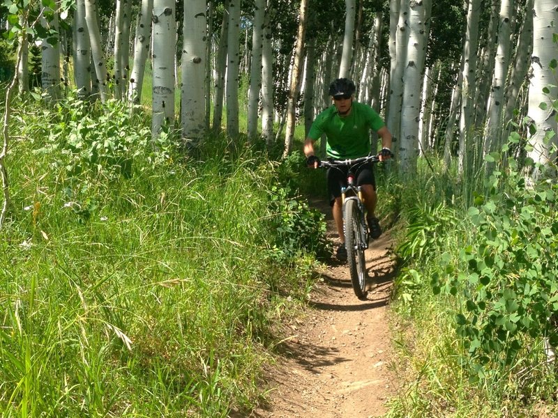 Emerging from the Aspens on Sunset.