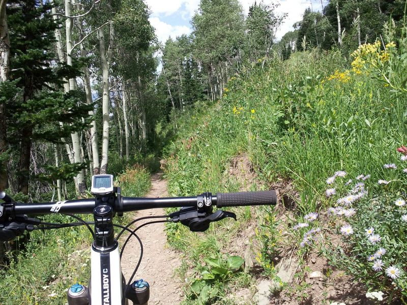 Wildflowers line the start of Crescent Mine Grade (CMG)