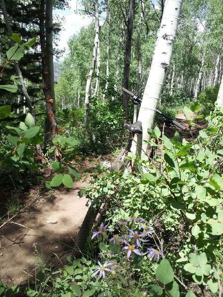 Abundant aspens at the start of Mojave