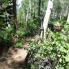 Abundant aspens at the start of Mojave