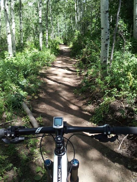 Deep in the aspen zone on Jenni's Trail