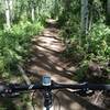 Deep in the aspen zone on Jenni's Trail