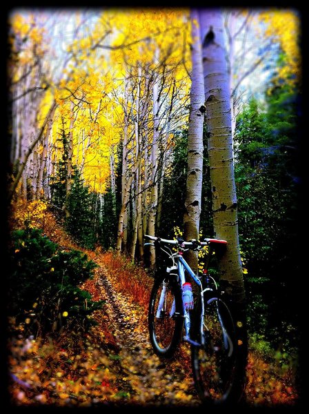 Narrow singletrack and along the Starvation Creek Trail