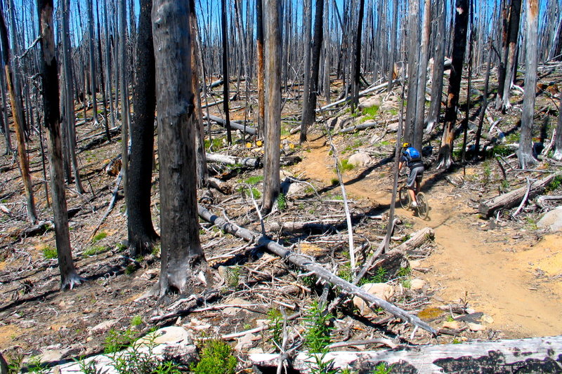 Passing through the burn zone at the north end of Waldo Lake.