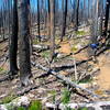 Passing through the burn zone at the north end of Waldo Lake.