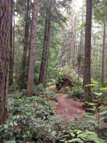 Sunday late a.m. ride--felled tree (not directly on singletrack trail)