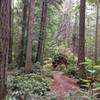 Sunday late a.m. ride--felled tree (not directly on singletrack trail)