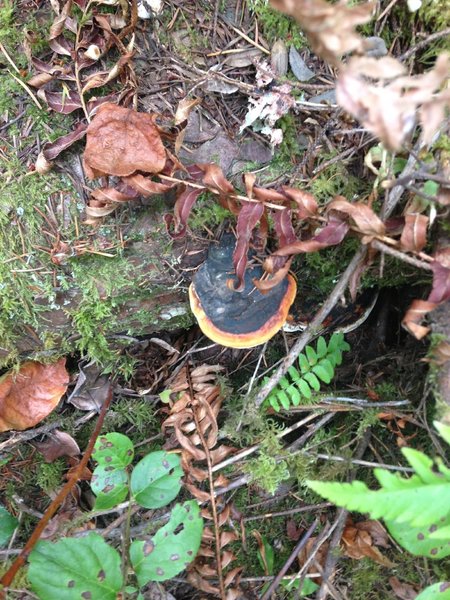 Mushrooms along singletrack. Wonder if they're edible?