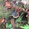 Mushrooms along singletrack. Wonder if they're edible?