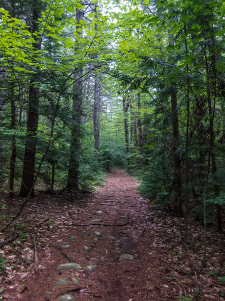 One of the unpaved roads in Willard Brook SF.