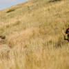 The initial climb up the Mt Helena Ridge trail.