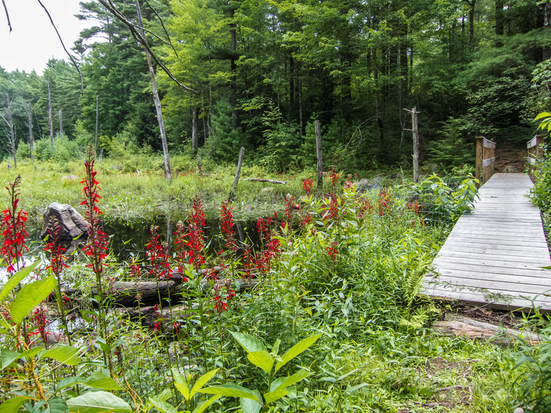 Wood Duck Pond bridge