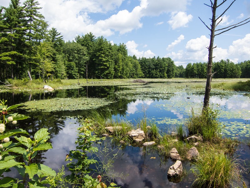 Beaver pond at Beaver Brook Association land