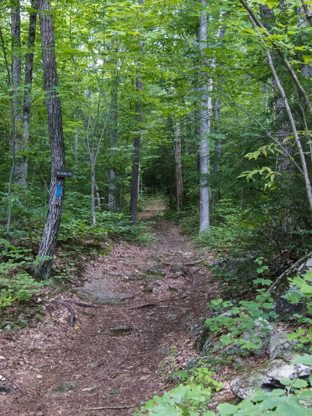 Elkins road, another slightly more technical trail in Beaver Brook.