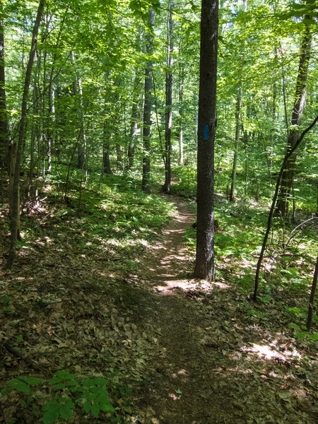 Not all trail on Beaver Brook land that permit biking are doubletracks or dirt roads. There are also some nice singletrack sections.