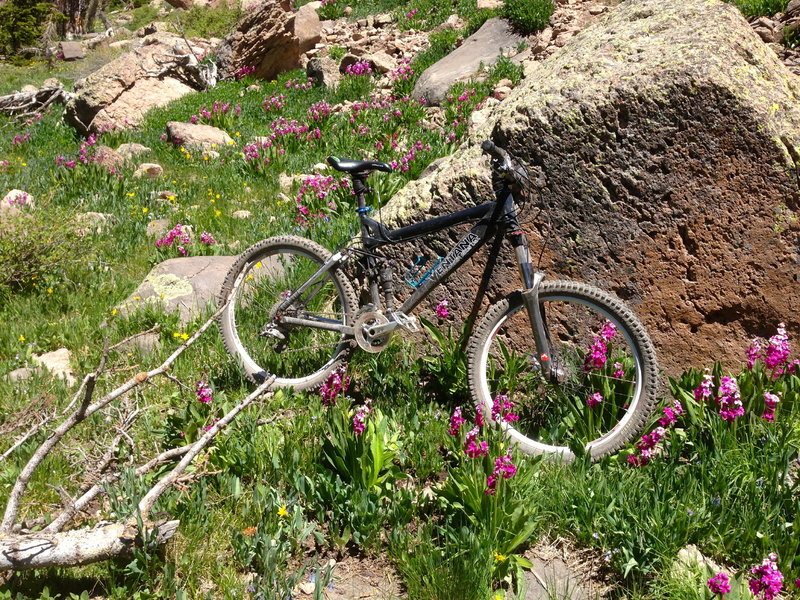 Spring Flowers.