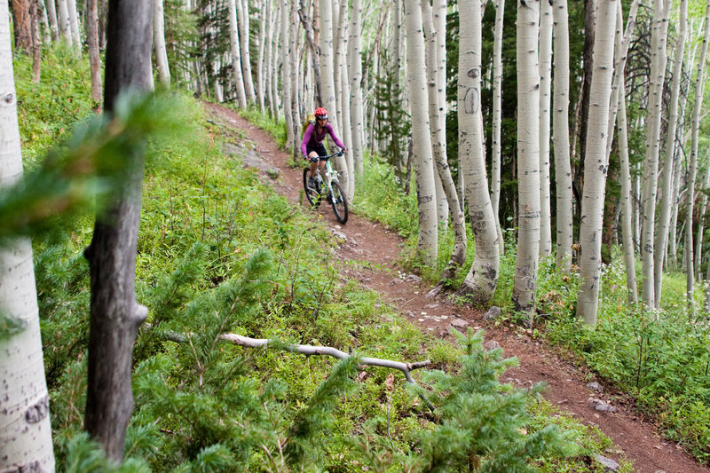 beautiful singletrack through aspen groves