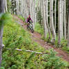 beautiful singletrack through aspen groves