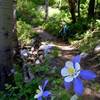 Rocky Mountain Columbine, the state wildflower of Colorado, lines the trail in early summer.