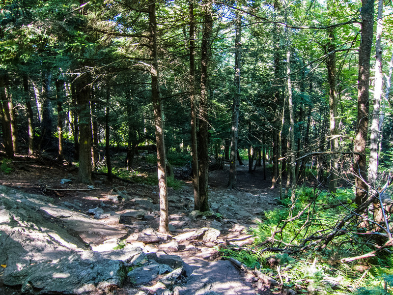 Looking down the main hiking trail to Mt. Watatic