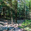 Looking down the main hiking trail to Mt. Watatic