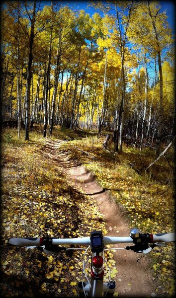 The Green Mountain Trail dives through an aspen grove.