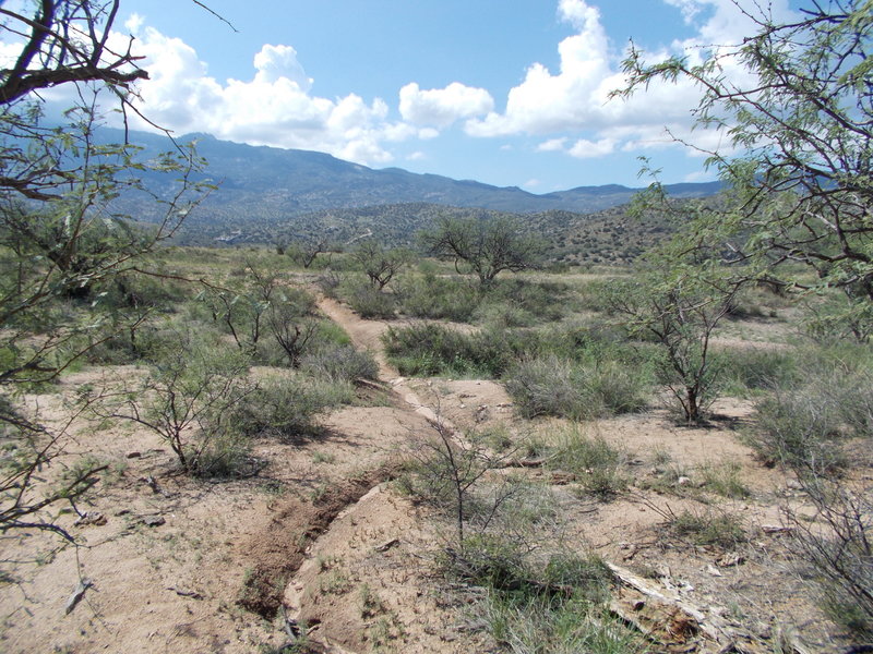 The lone section of singletrack