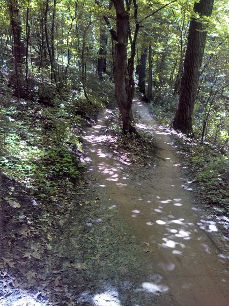 Trail split around tree, ride left for a hop or right for speed.