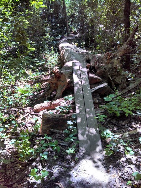 It may look terrifying, but that log is more than 2 feet wide, so give it a shot!