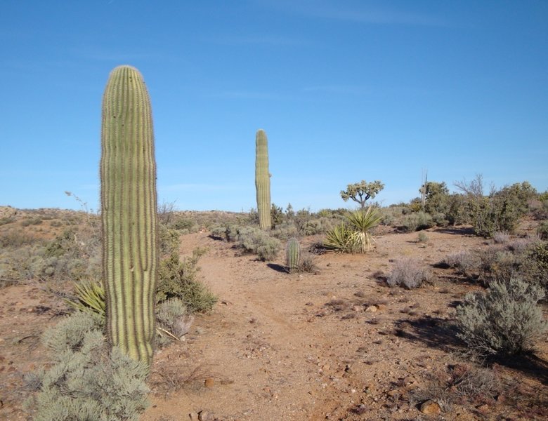 Beautiful remote singletrack