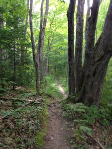 Roots on the back side climb of Bobsled Loop.