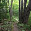 Roots on the back side climb of Bobsled Loop.