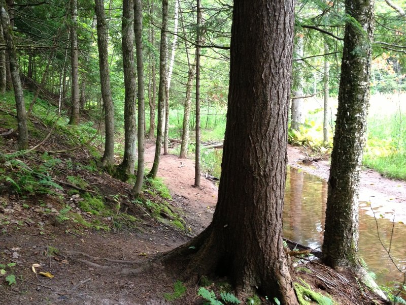 Edwards Trail passing Peepsock Creek